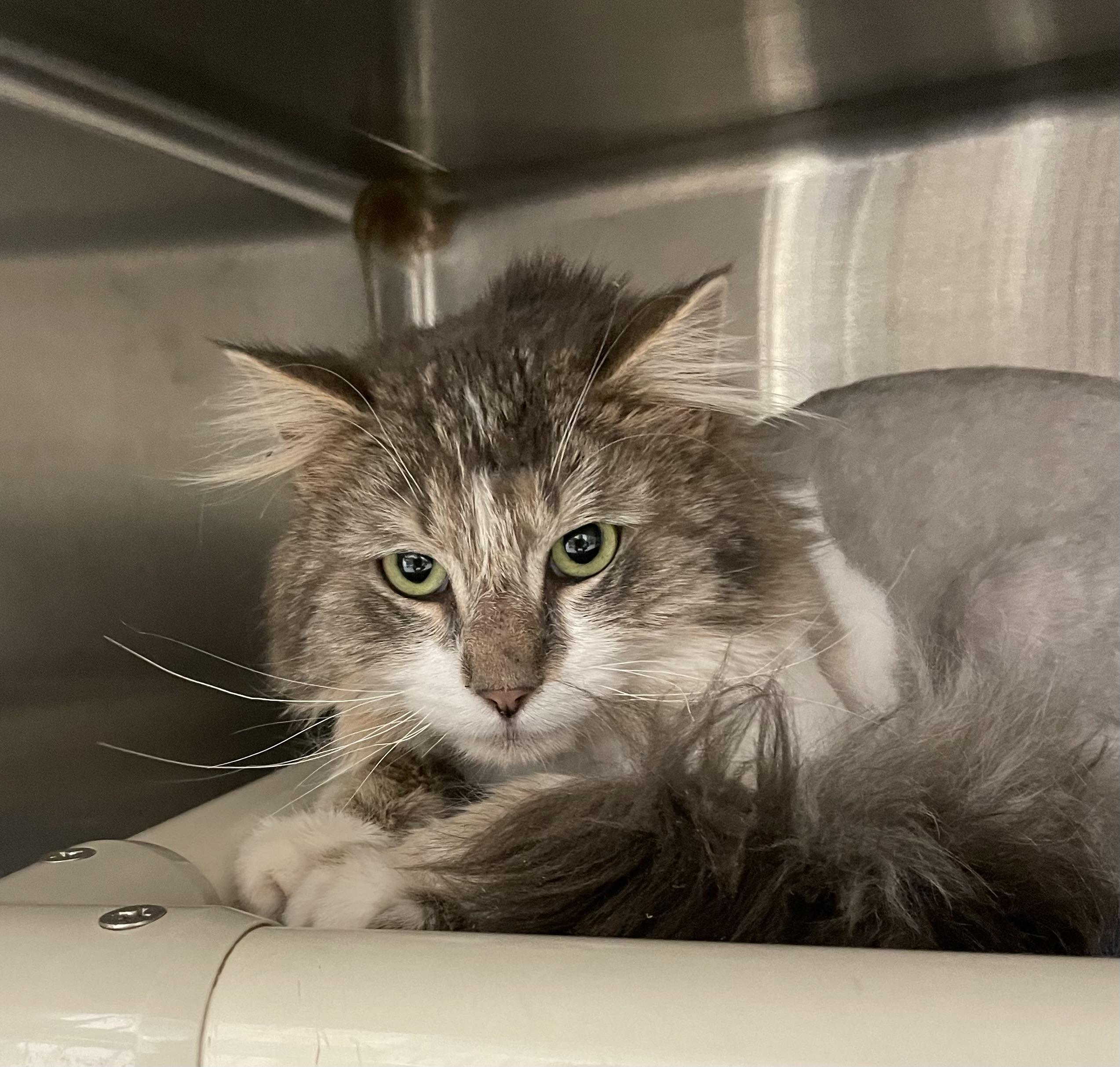 Enlarge Toby, an adopted Domestic Medium Hair in North Kingstown, RI image 3/5