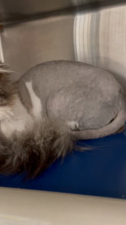 Enlarge Toby, an adopted Domestic Medium Hair in North Kingstown, RI video 5/5