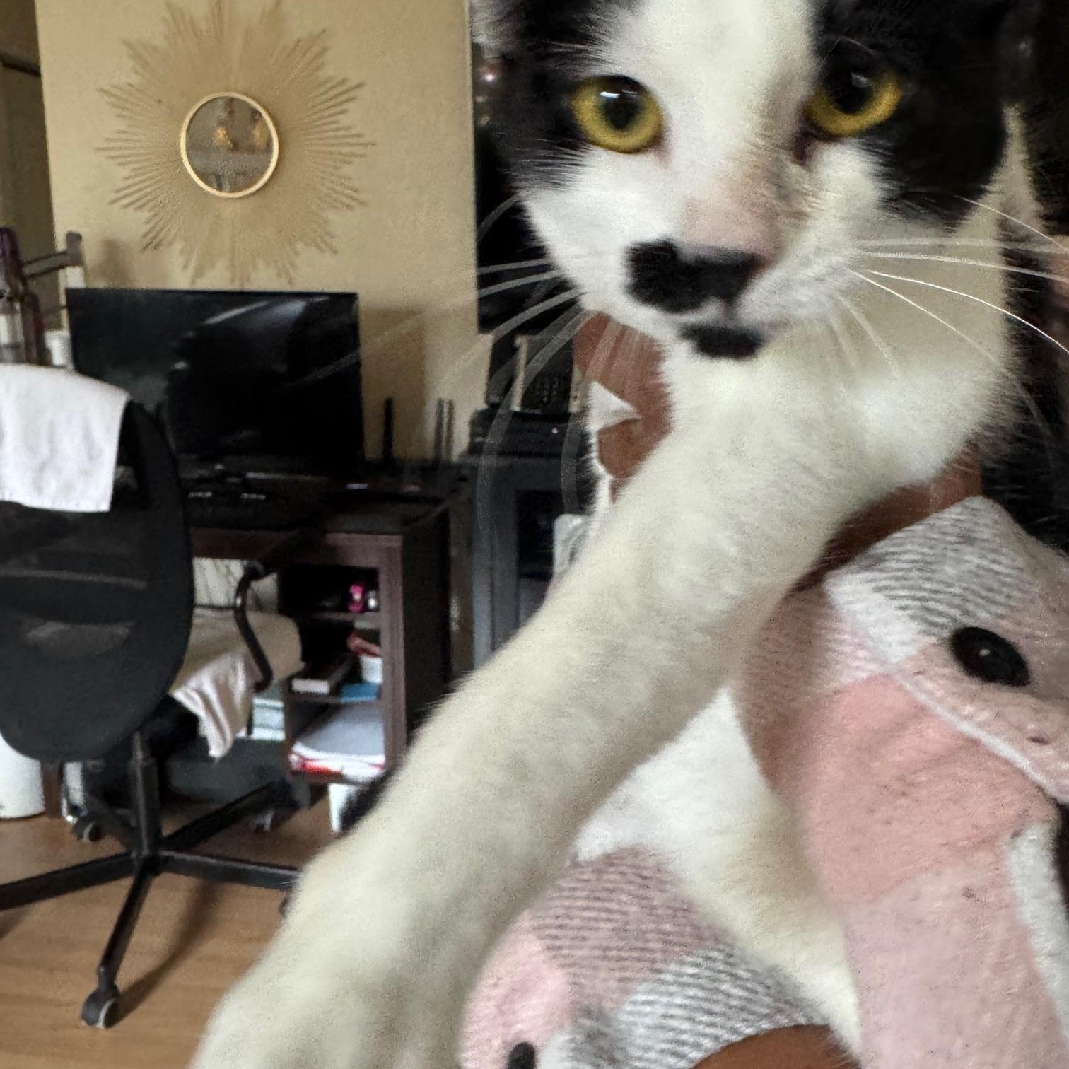 Enlarge Miss Moo, a Adoptable Domestic Short Hair in Lodi, CA image 5/6