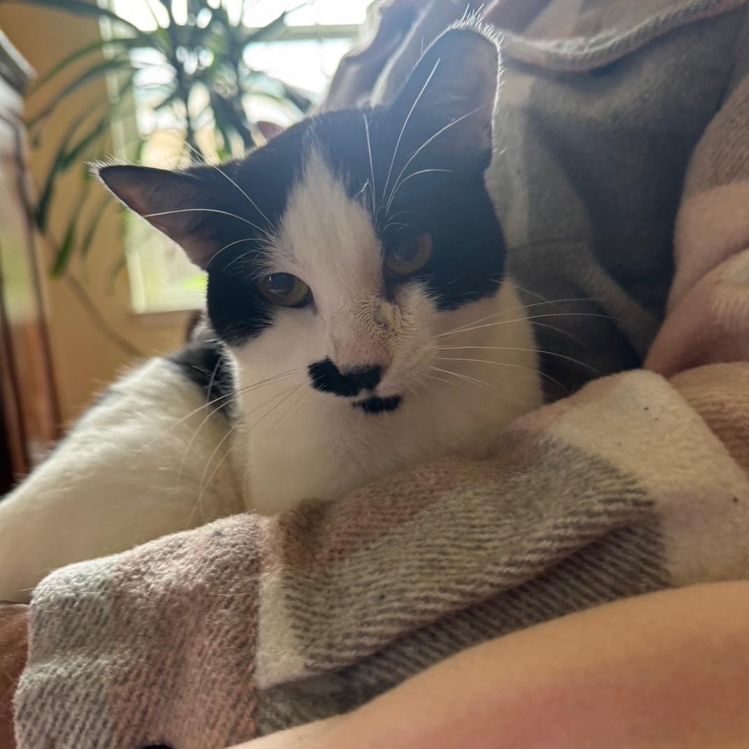 Enlarge Miss Moo, a Adoptable Domestic Short Hair in Lodi, CA image 1/6