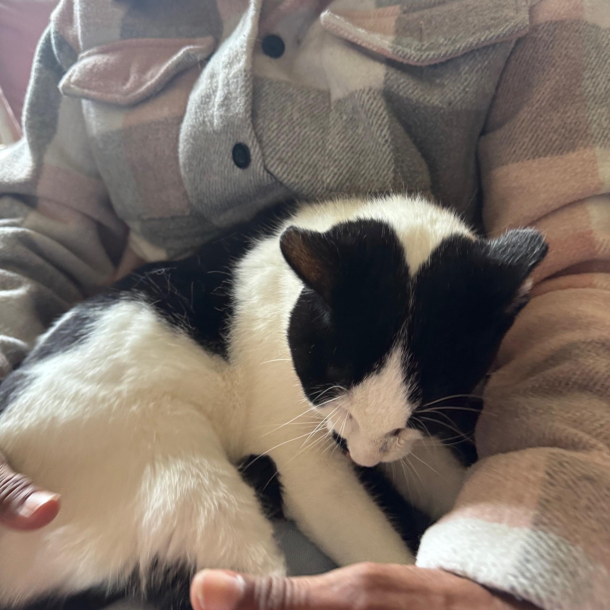 Enlarge Miss Moo, a Adoptable Domestic Short Hair in Lodi, CA image 2/6