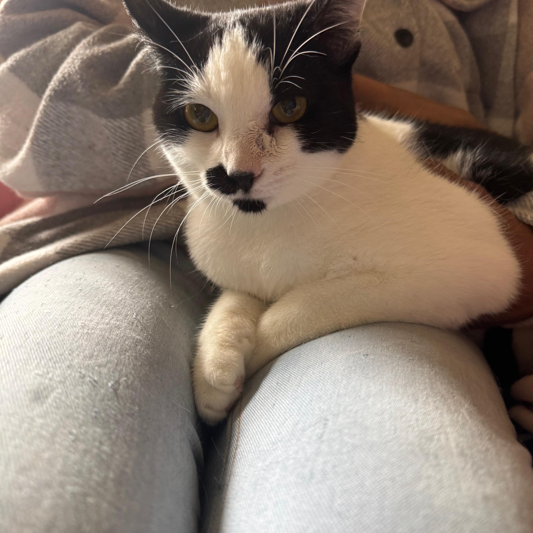 Enlarge Miss Moo, a Adoptable Domestic Short Hair in Lodi, CA image 3/6