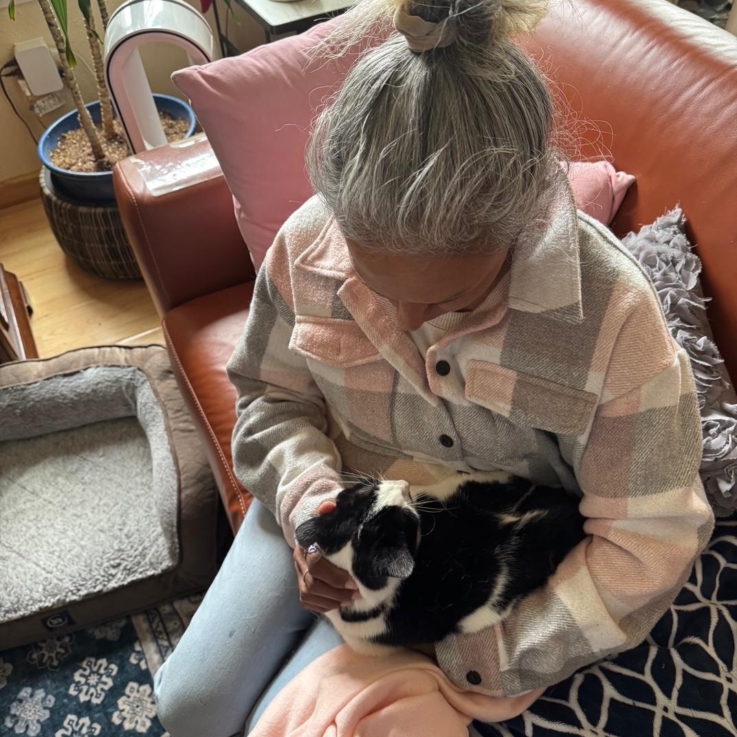 Enlarge Miss Moo, a Adoptable Domestic Short Hair in Lodi, CA image 4/6