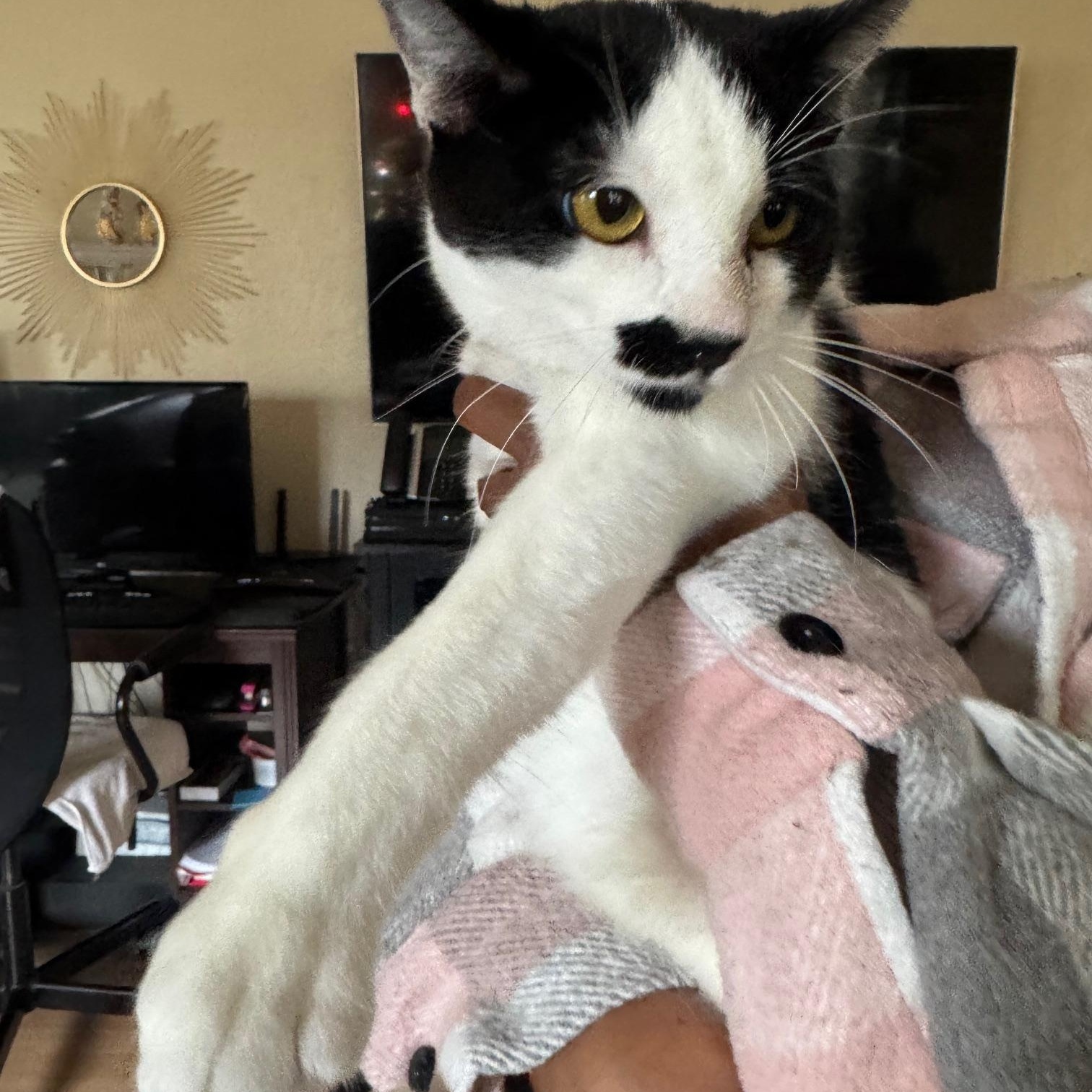 Enlarge Miss Moo, a Adoptable Domestic Short Hair in Lodi, CA image 6/6