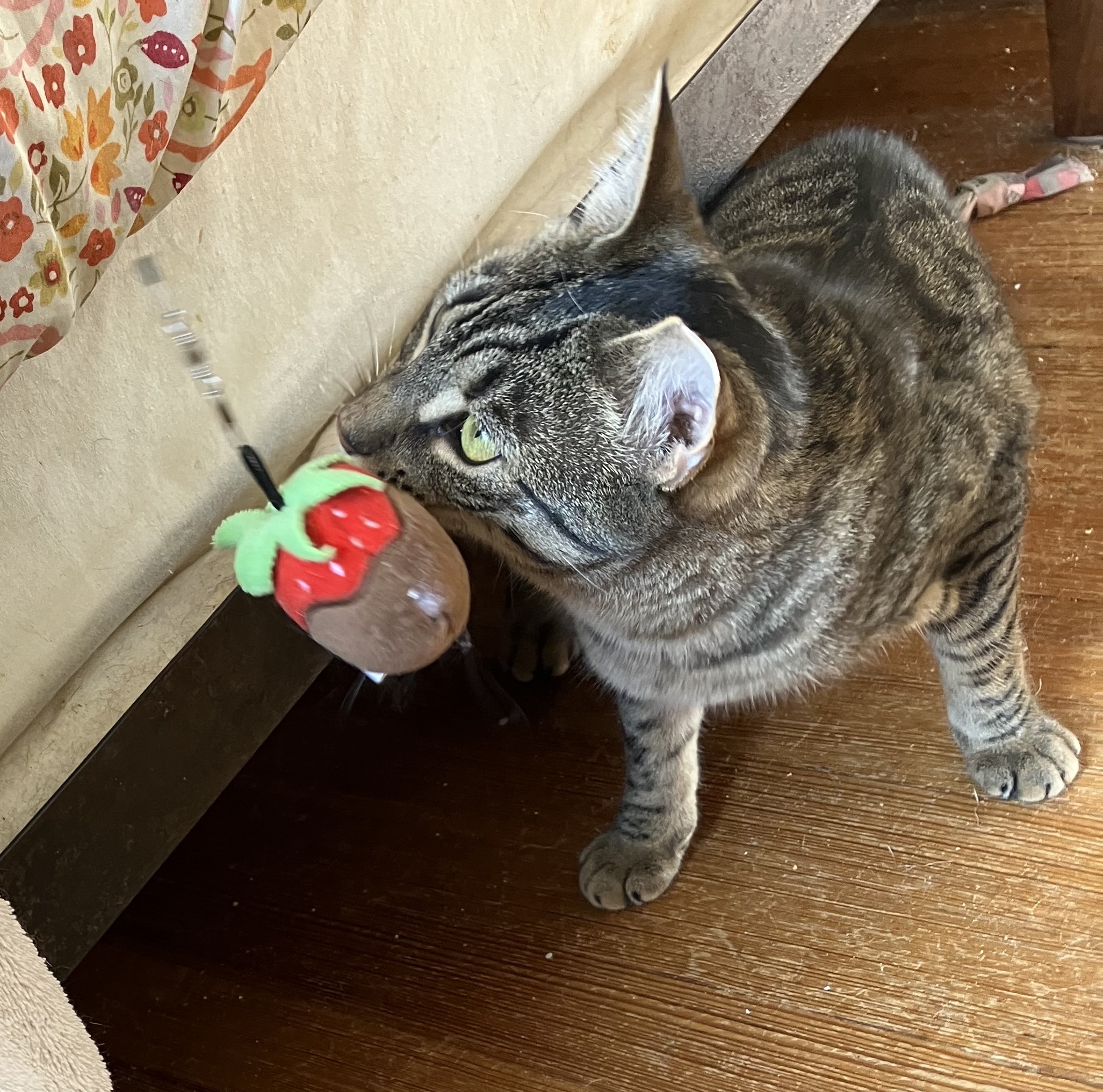 Enlarge Millie, a Adopted Domestic Short Hair in Jersey City, NJ image 5/5