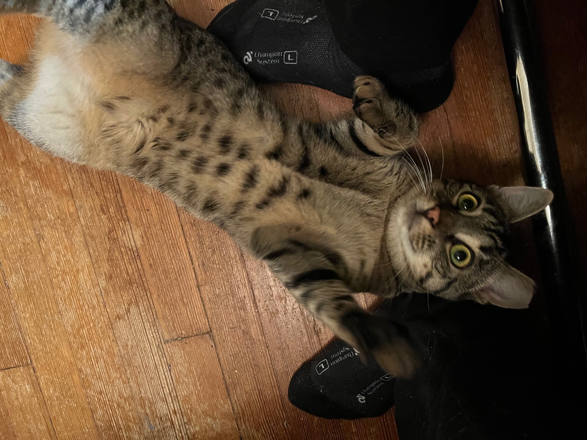 Enlarge Millie, a Adopted Domestic Short Hair in Jersey City, NJ image 2/5