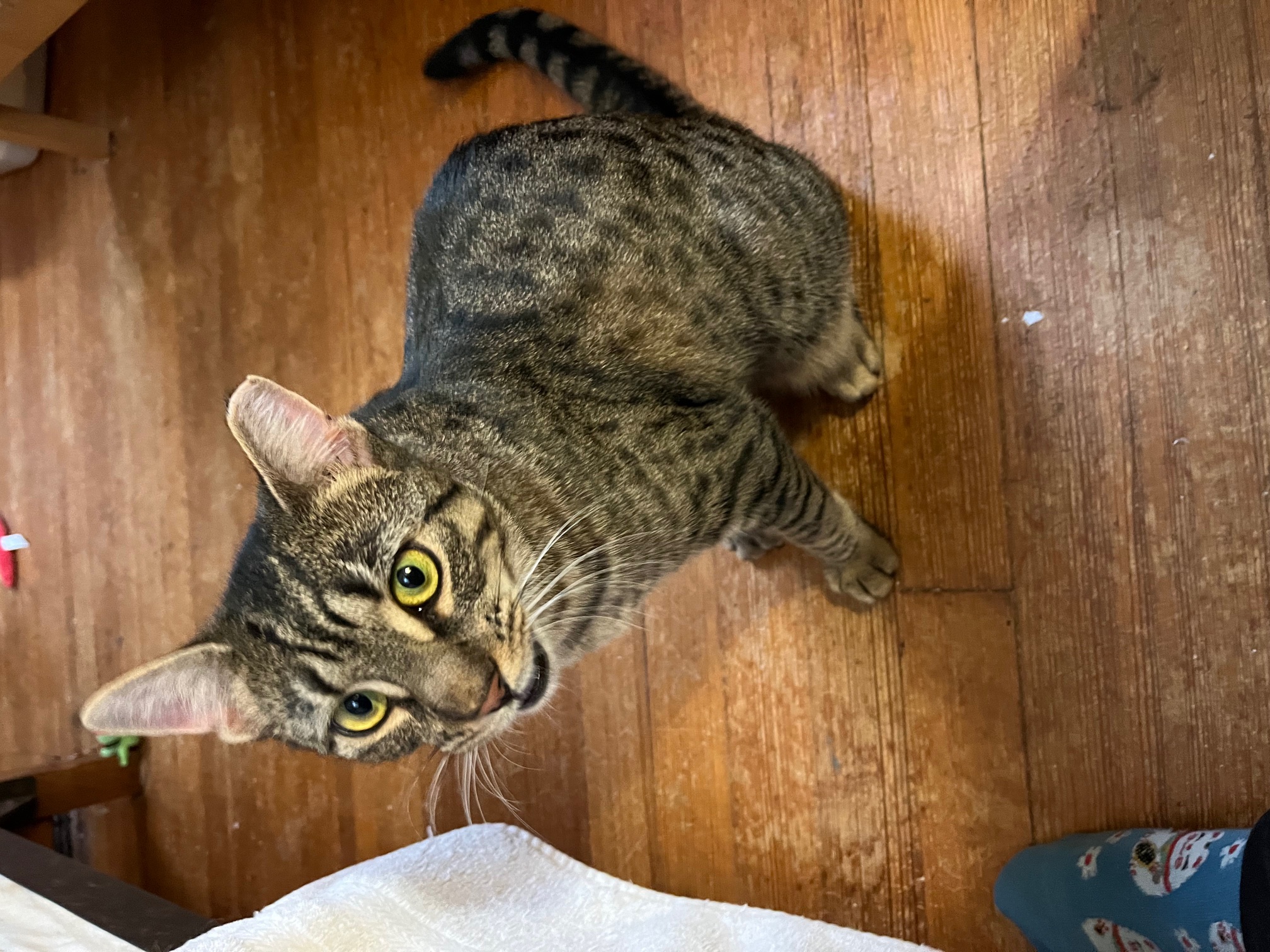 Enlarge Millie, a Adopted Domestic Short Hair in Jersey City, NJ image 3/5