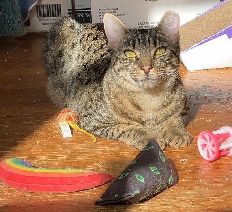 Enlarge Millie, a Adopted Domestic Short Hair in Jersey City, NJ image 1/5