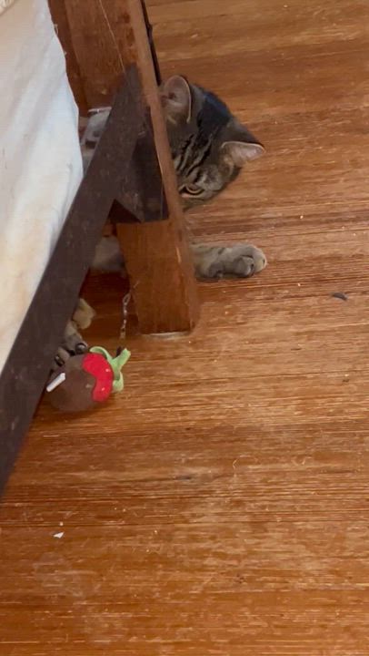 Enlarge Millie, a Adopted Domestic Short Hair in Jersey City, NJ video 4/5