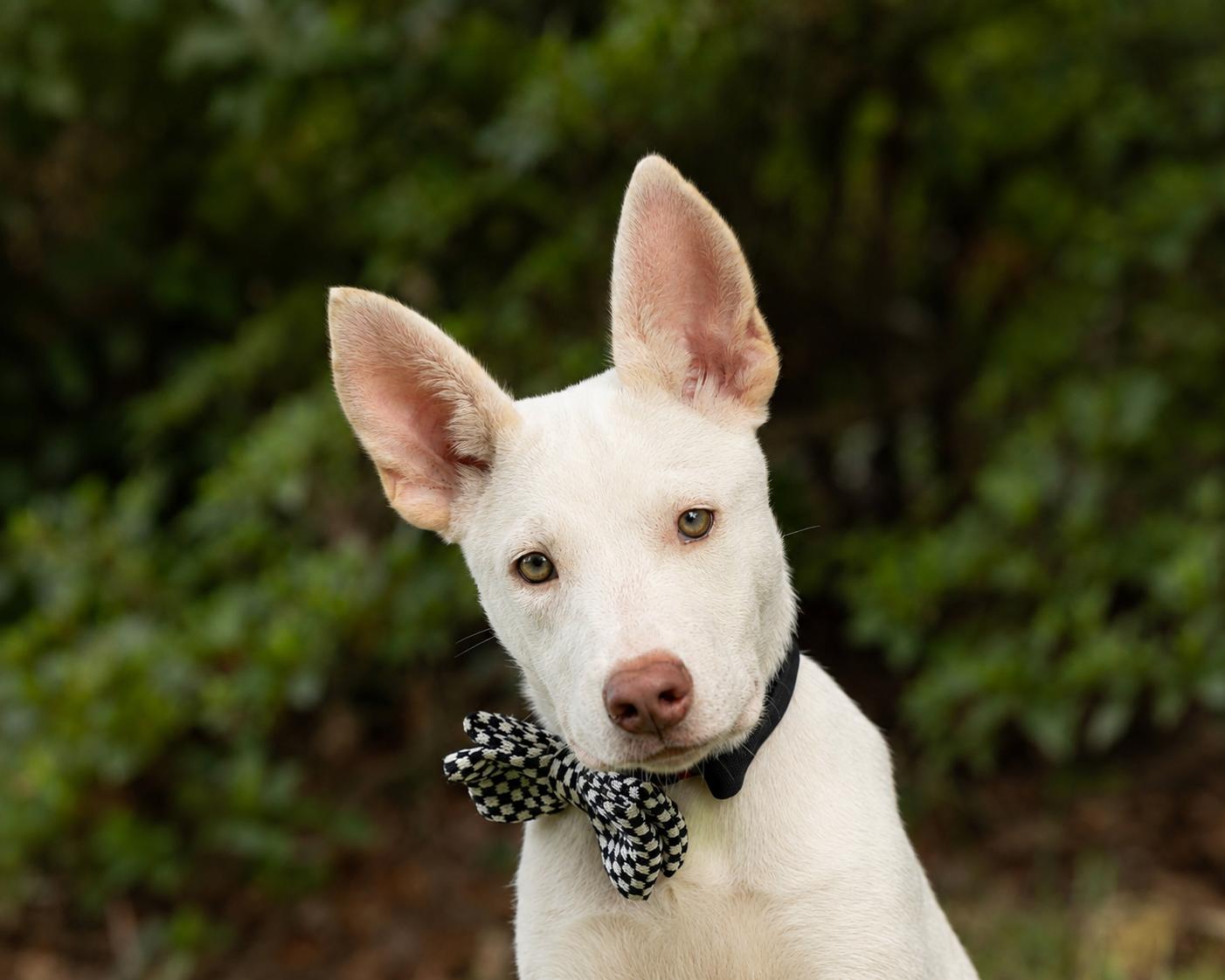 Enlarge Duke - Adopted, an adopted mixed breed in Hagerstown, MD image 2/6