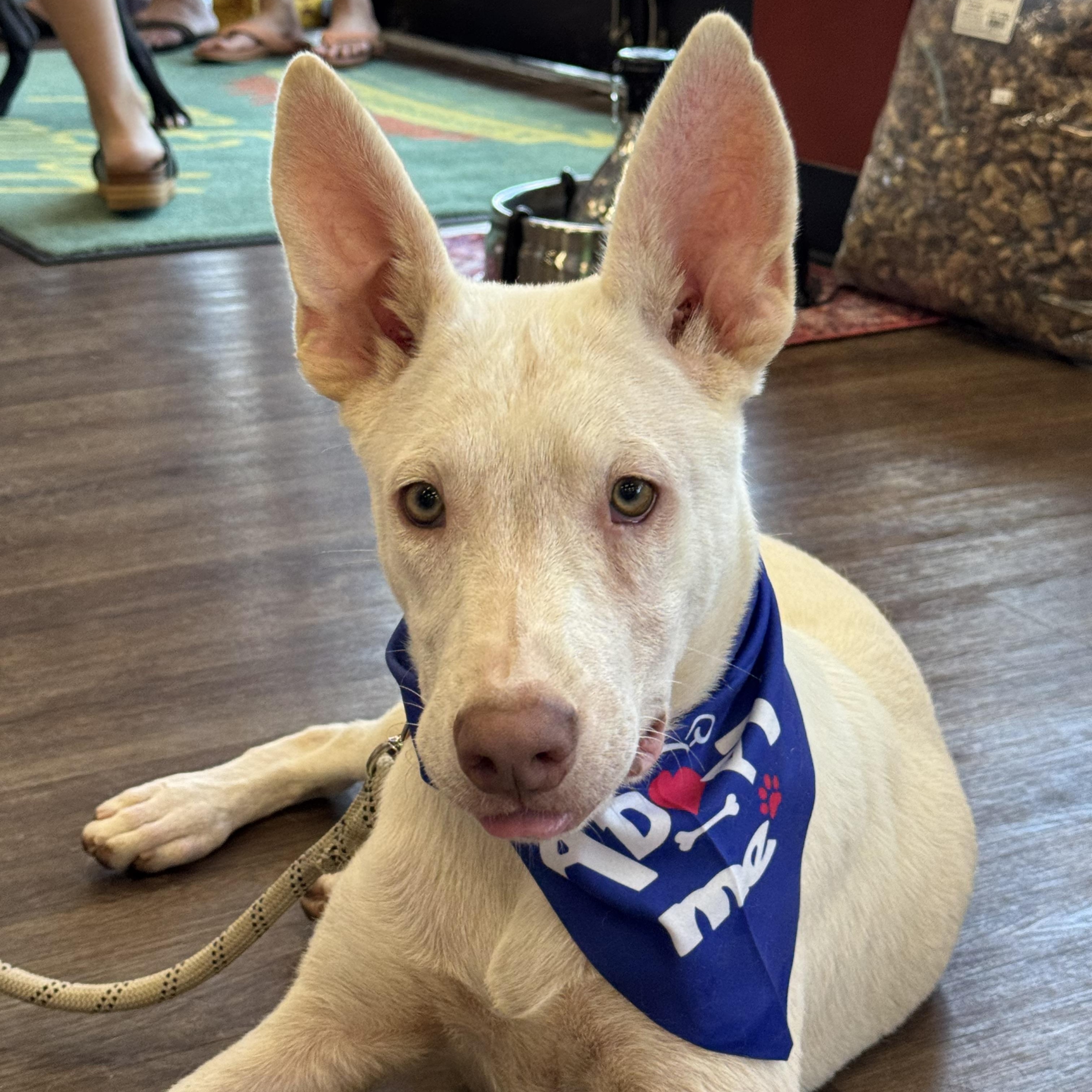 Enlarge Duke - Adopted, an adopted mixed breed in Hagerstown, MD image 5/6