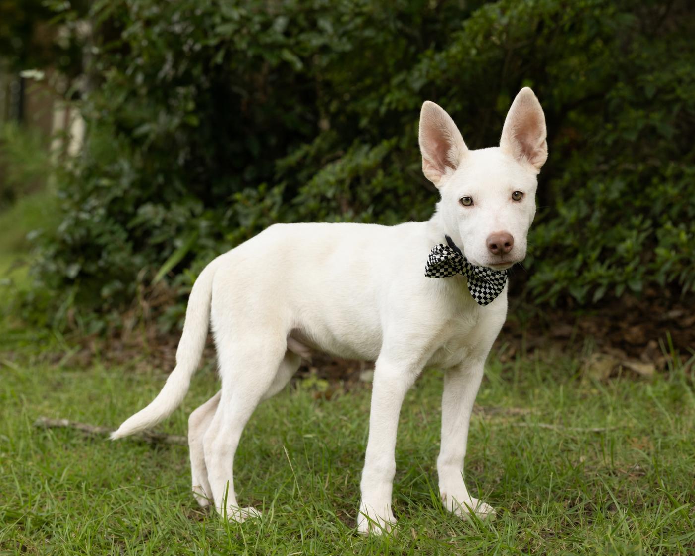 Enlarge Duke - Adopted, an adopted mixed breed in Hagerstown, MD image 4/6
