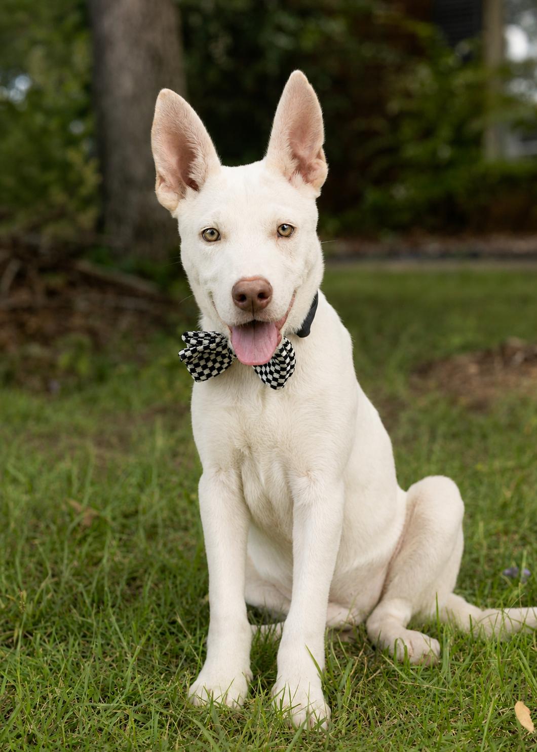 Enlarge Duke - Adopted, an adopted mixed breed in Hagerstown, MD image 1/6