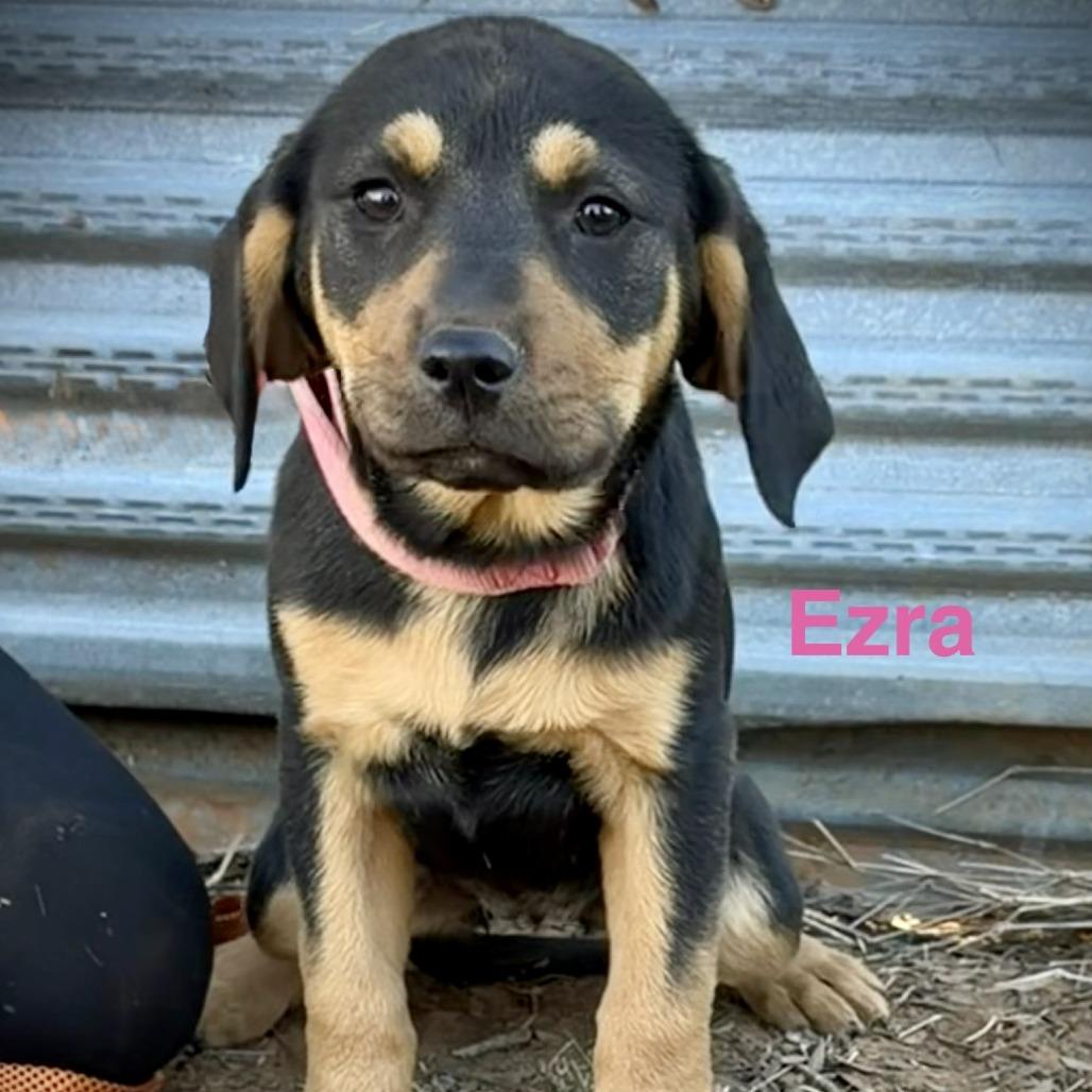 Ezra, Adoptable, Puppy Female American Staffordshire Terrier & Hound.