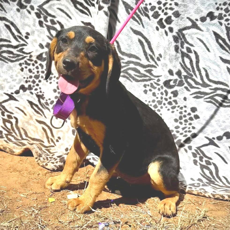 Enlarge Ezra, a Adoptable mixed breed in Pearsall, TX image 2/3