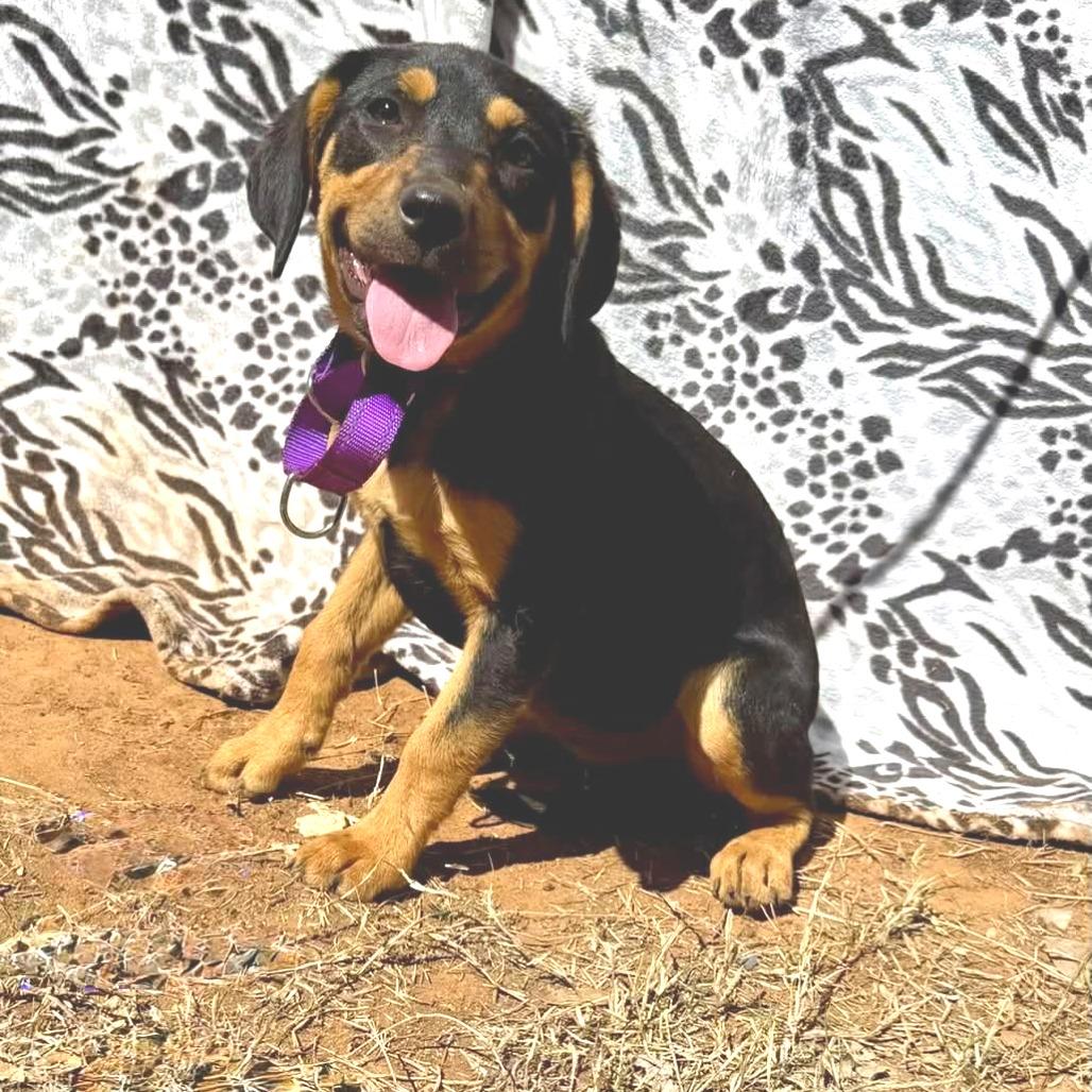 Enlarge Ezra, a Adoptable mixed breed in Pearsall, TX image 3/3