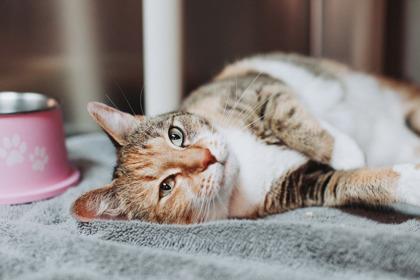 Enlarge 91142a Tory-Pounce Cat Cafe, a Adoptable mixed breed in North Charleston, SC image 1/3