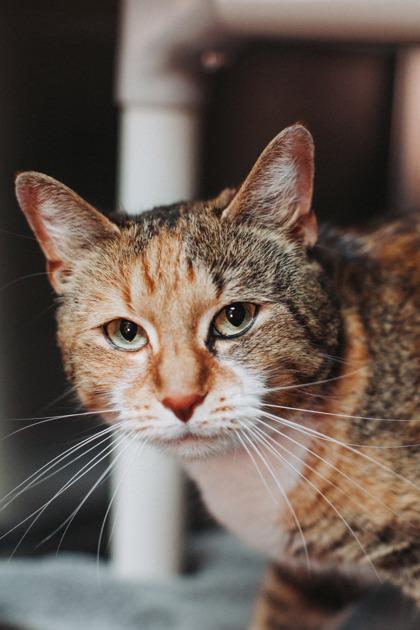 Enlarge 91142a Tory-Pounce Cat Cafe, a Adoptable mixed breed in North Charleston, SC image 2/3