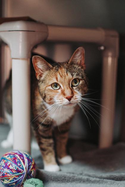 Enlarge 91142a Tory-Pounce Cat Cafe, a Adoptable mixed breed in North Charleston, SC image 3/3