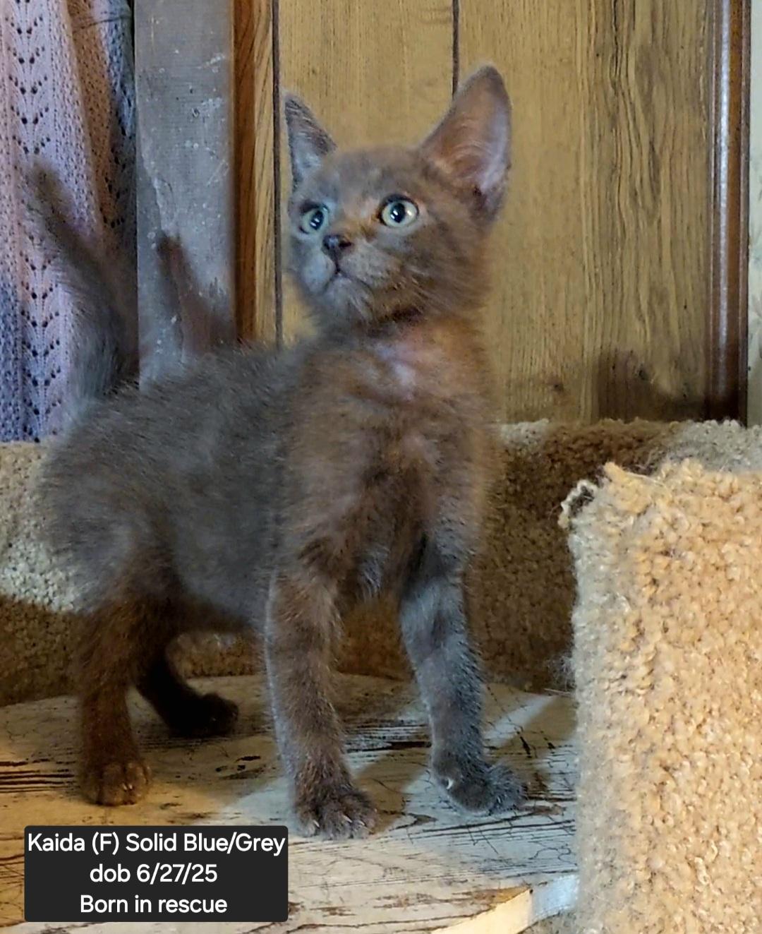 Kaida, ADOPTABLE, Kitten Female Domestic Short Hair & Russian Blue.