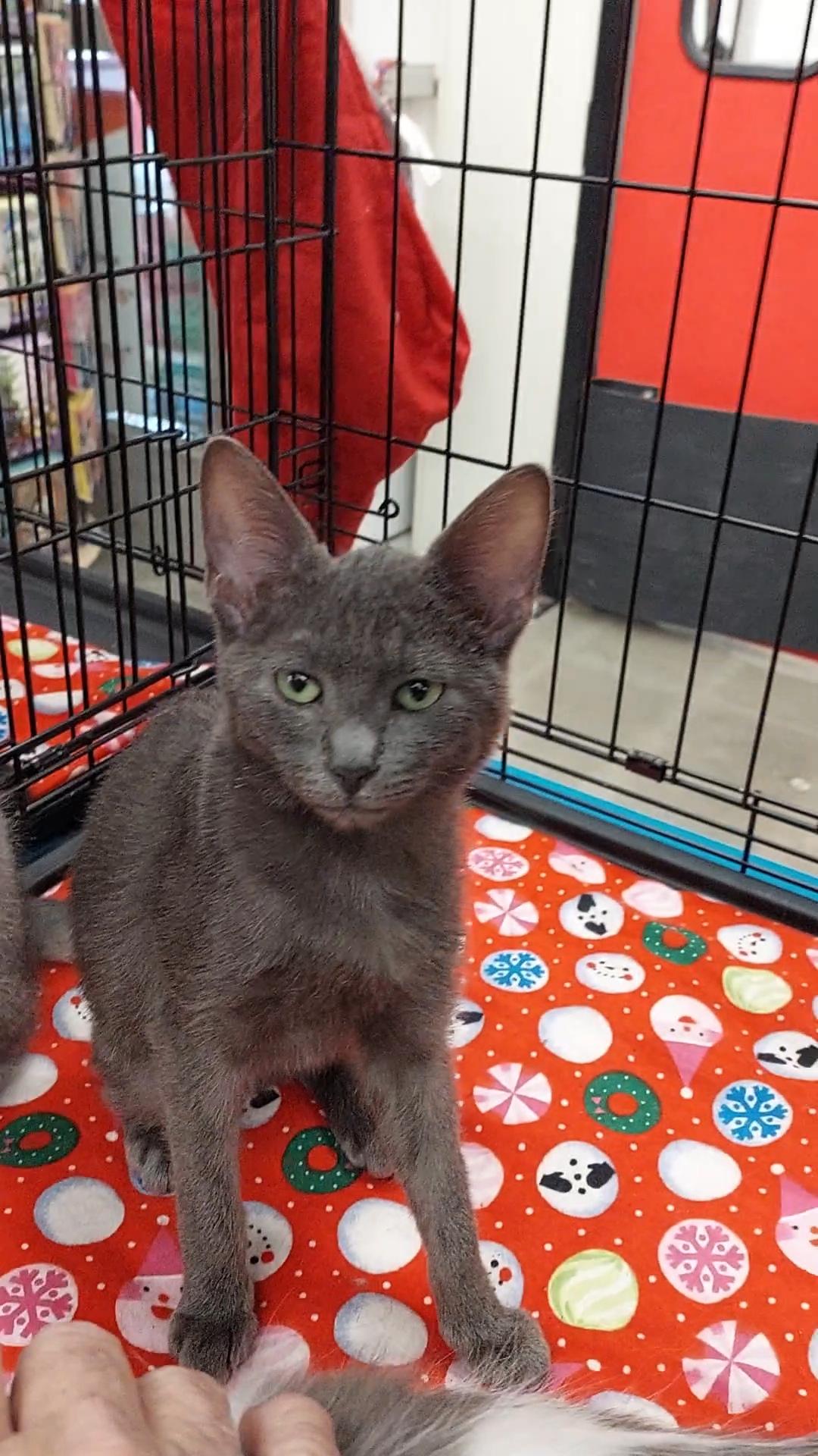 Enlarge Kaida, a ADOPTABLE mixed breed in Morganton, NC image 2/6