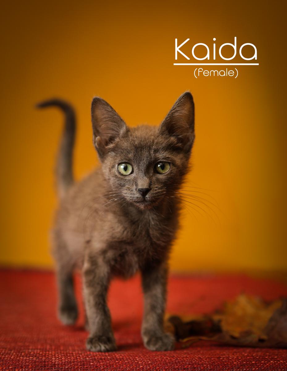 Enlarge Kaida, a ADOPTABLE mixed breed in Morganton, NC image 3/6