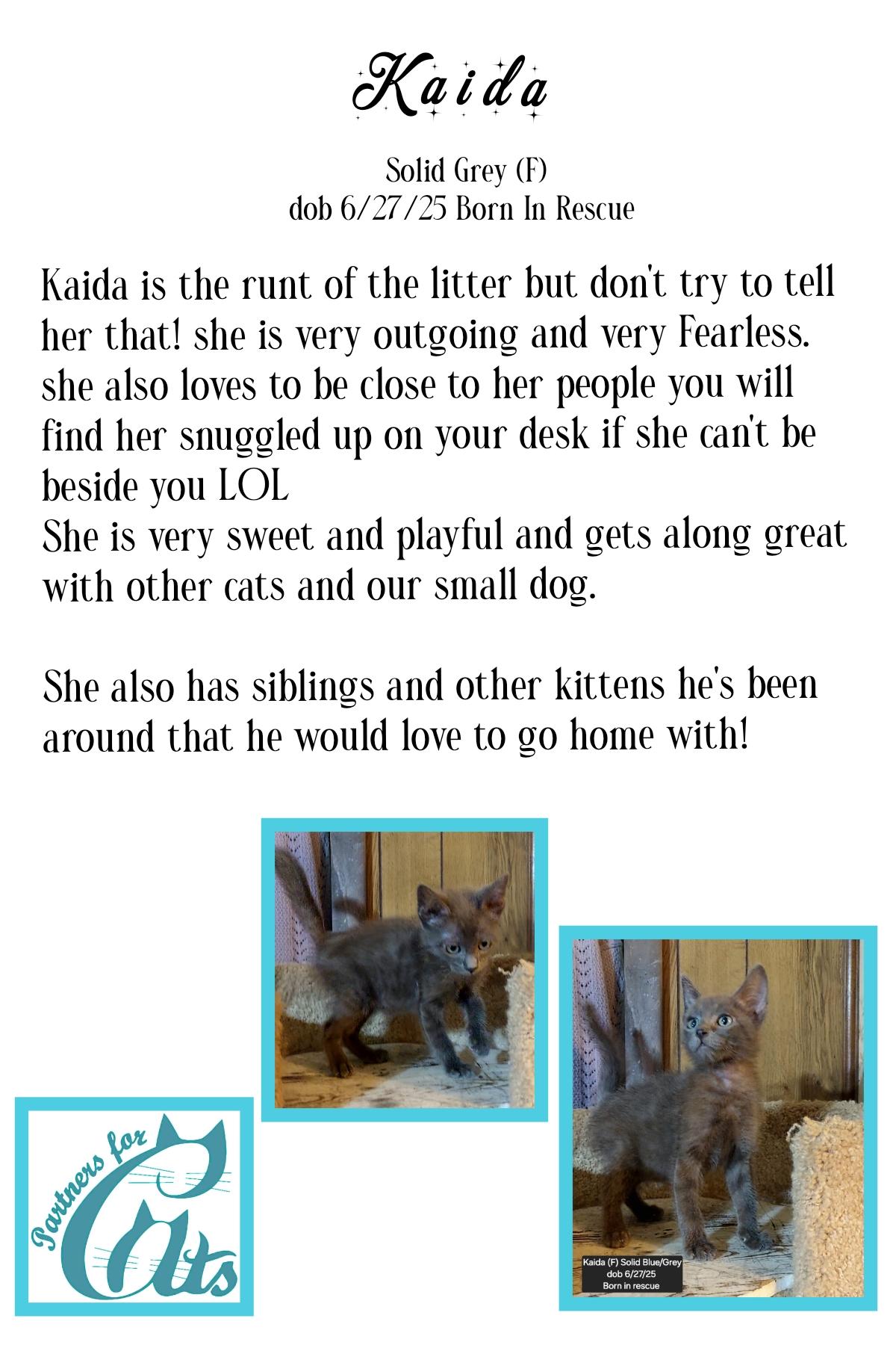 Enlarge Kaida, a ADOPTABLE mixed breed in Morganton, NC image 4/6