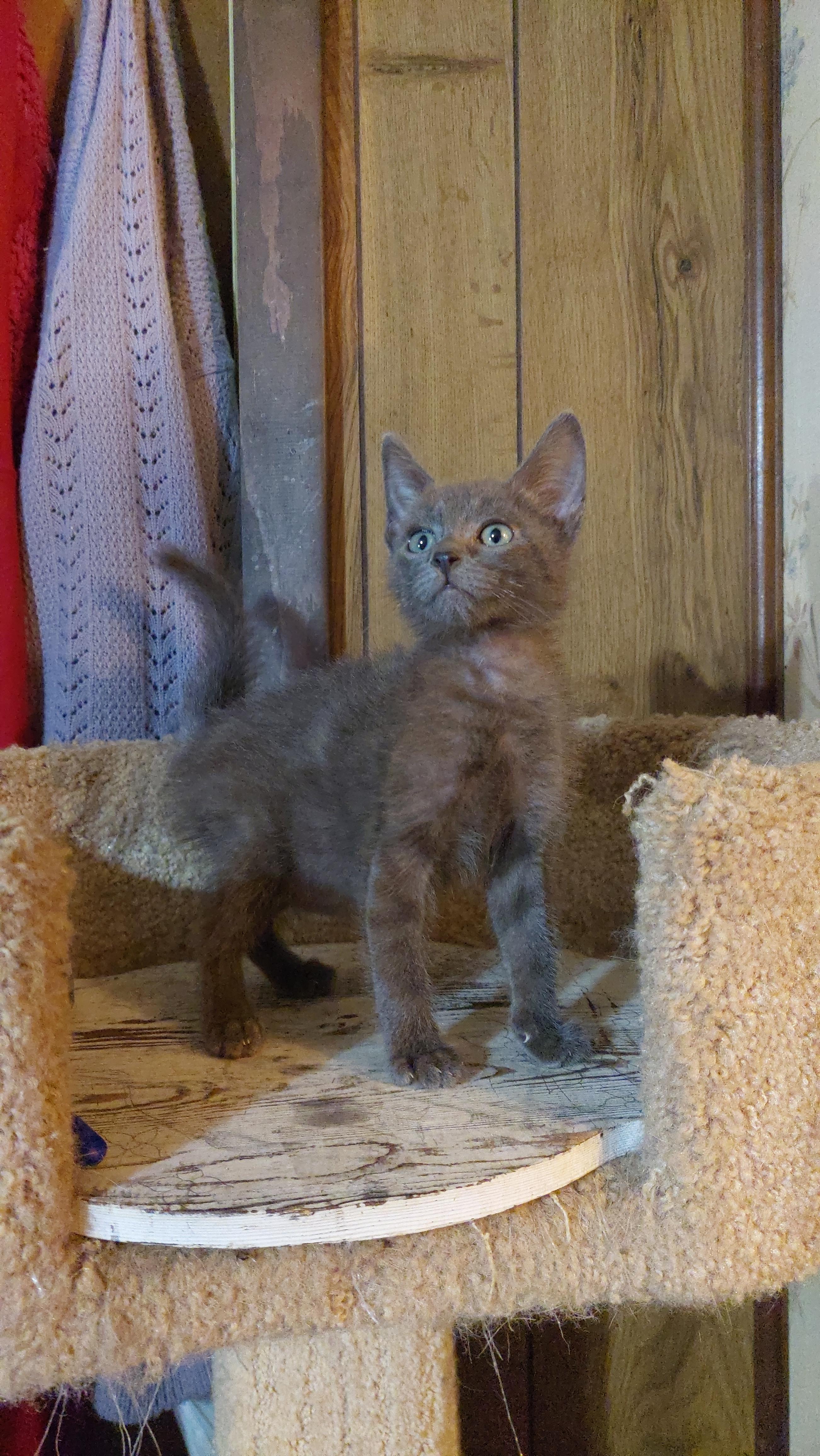 Enlarge Kaida, a ADOPTABLE mixed breed in Morganton, NC image 5/6