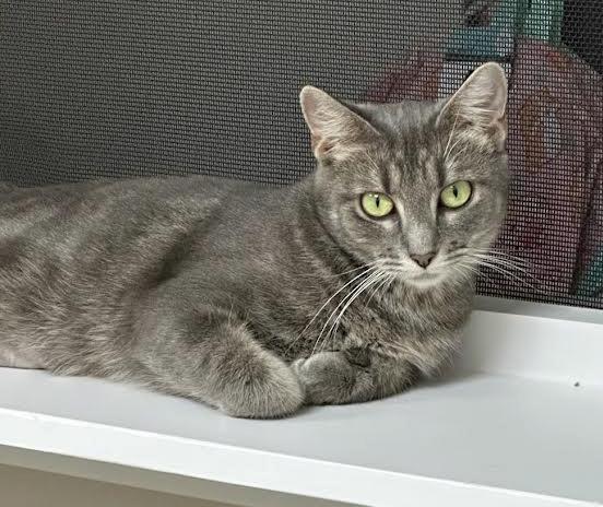 WANZA, Adoptable, Young Female Tabby.
