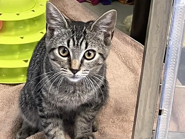Enlarge CRUMPET, a Adoptable Domestic Short Hair in Palo Alto, CA image 1/1