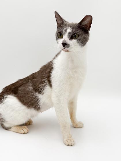 Talia, Adoptable, Adult Female Domestic Short Hair & Domestic Short Hair.