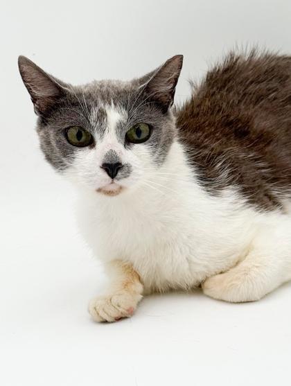 Talia, a Adoptable mixed breed in Bowling Green, KY image 2/2