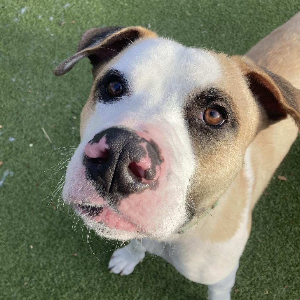 Enlarge Louie, a Adoptable Mixed Breed in Providence, RI image 1/6