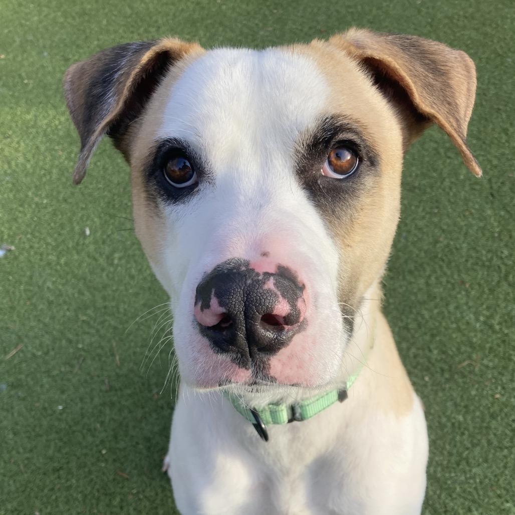 Enlarge Louie, a Adoptable Mixed Breed in Providence, RI image 2/6