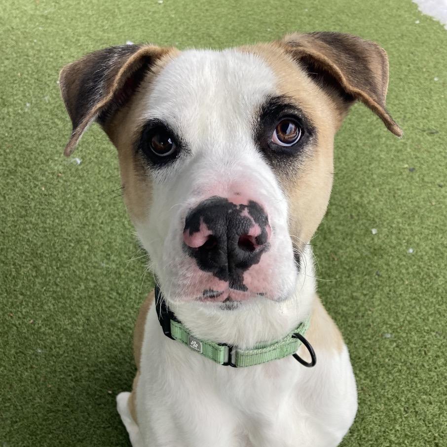 Louie, a Adoptable Mixed Breed in Providence, RI image 2/6