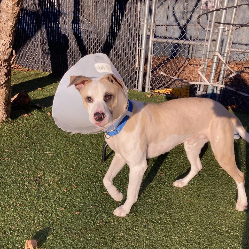 Enlarge Louie, a Adoptable Mixed Breed in Providence, RI image 3/6