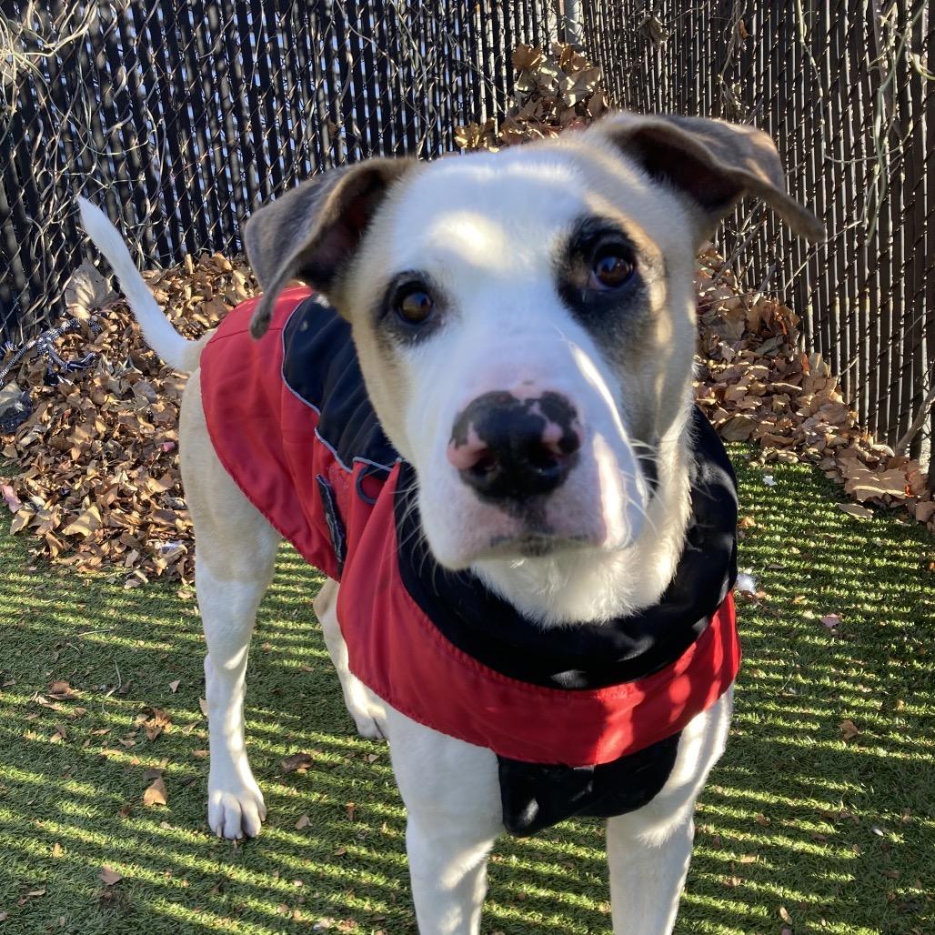 Enlarge Louie, a Adoptable Mixed Breed in Providence, RI image 4/6