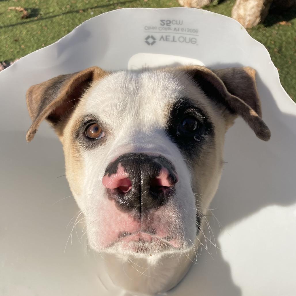 Enlarge Louie, a Adoptable Mixed Breed in Providence, RI image 5/6