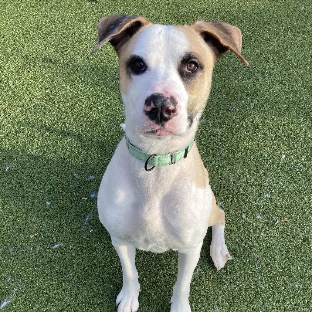 Louie, a Adoptable Mixed Breed in Providence, RI image 6/6