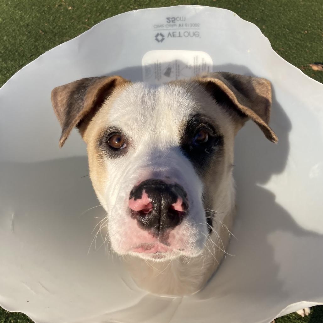 Enlarge Louie, a Adoptable Mixed Breed in Providence, RI image 6/6