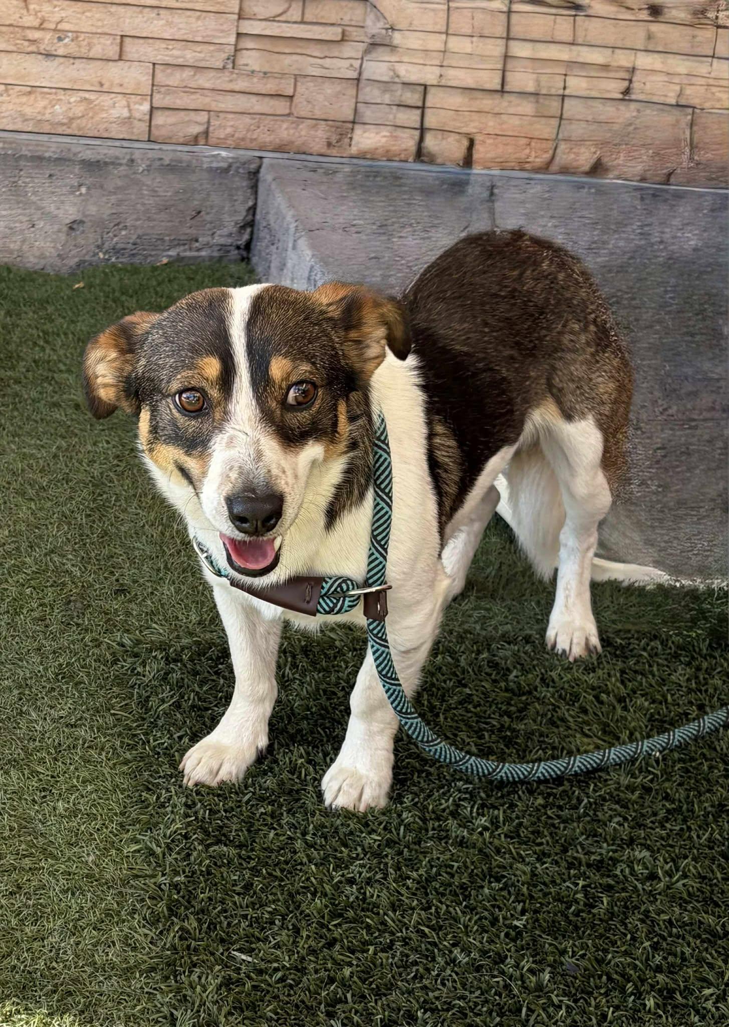 Enlarge Goliath, an adopted mixed breed in Las Vegas, NV image 1/4