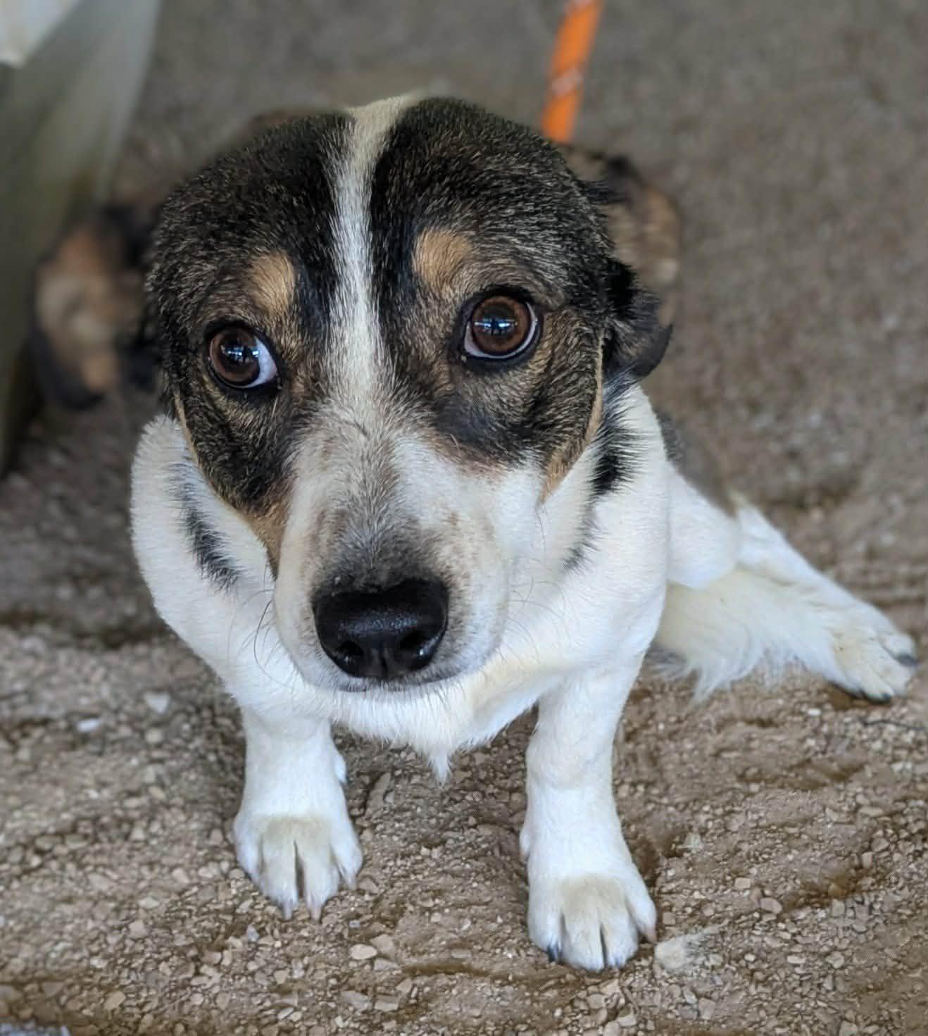 Enlarge Goliath, an adopted mixed breed in Las Vegas, NV image 4/4