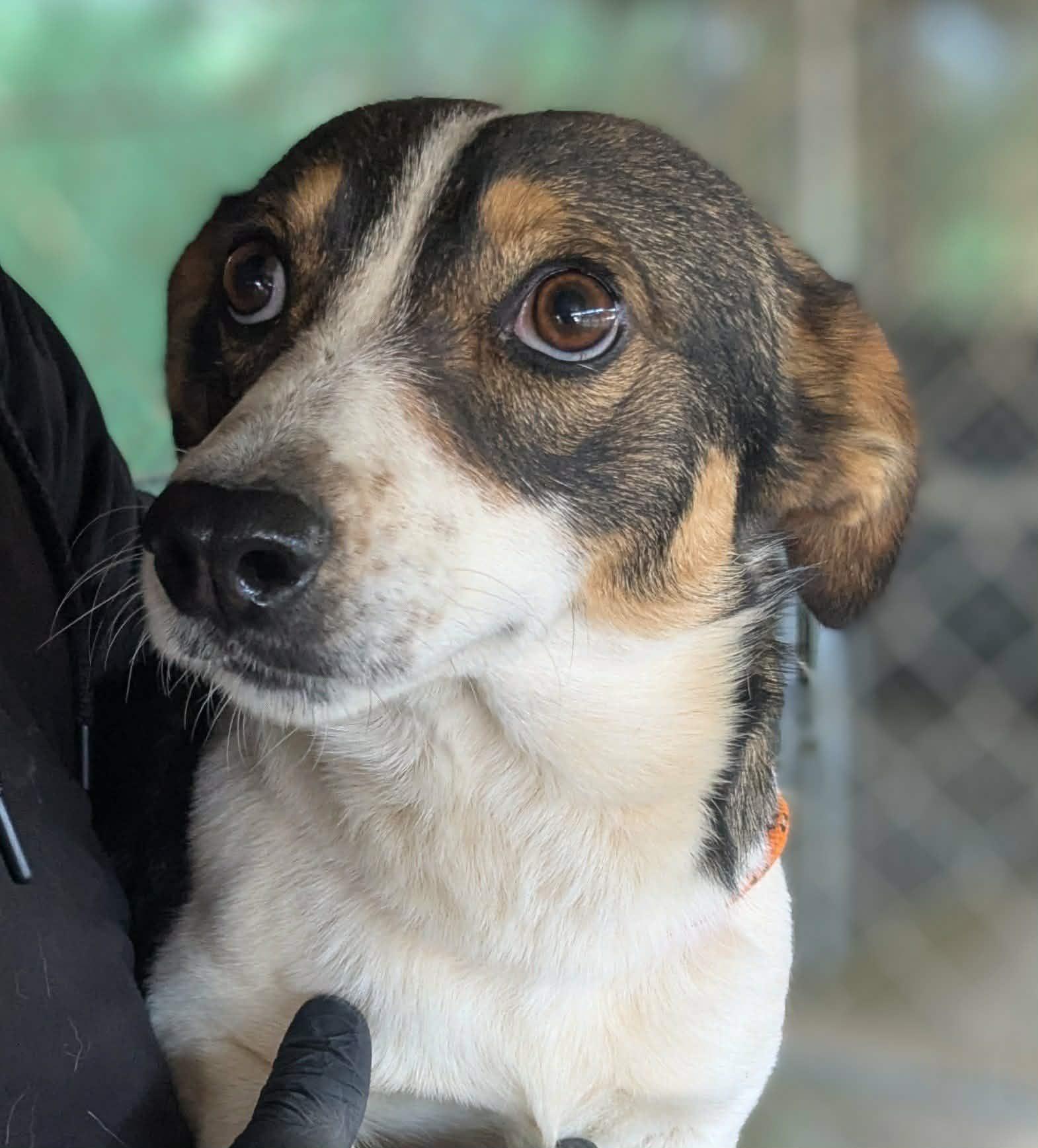 Enlarge Goliath, an adopted mixed breed in Las Vegas, NV image 2/4