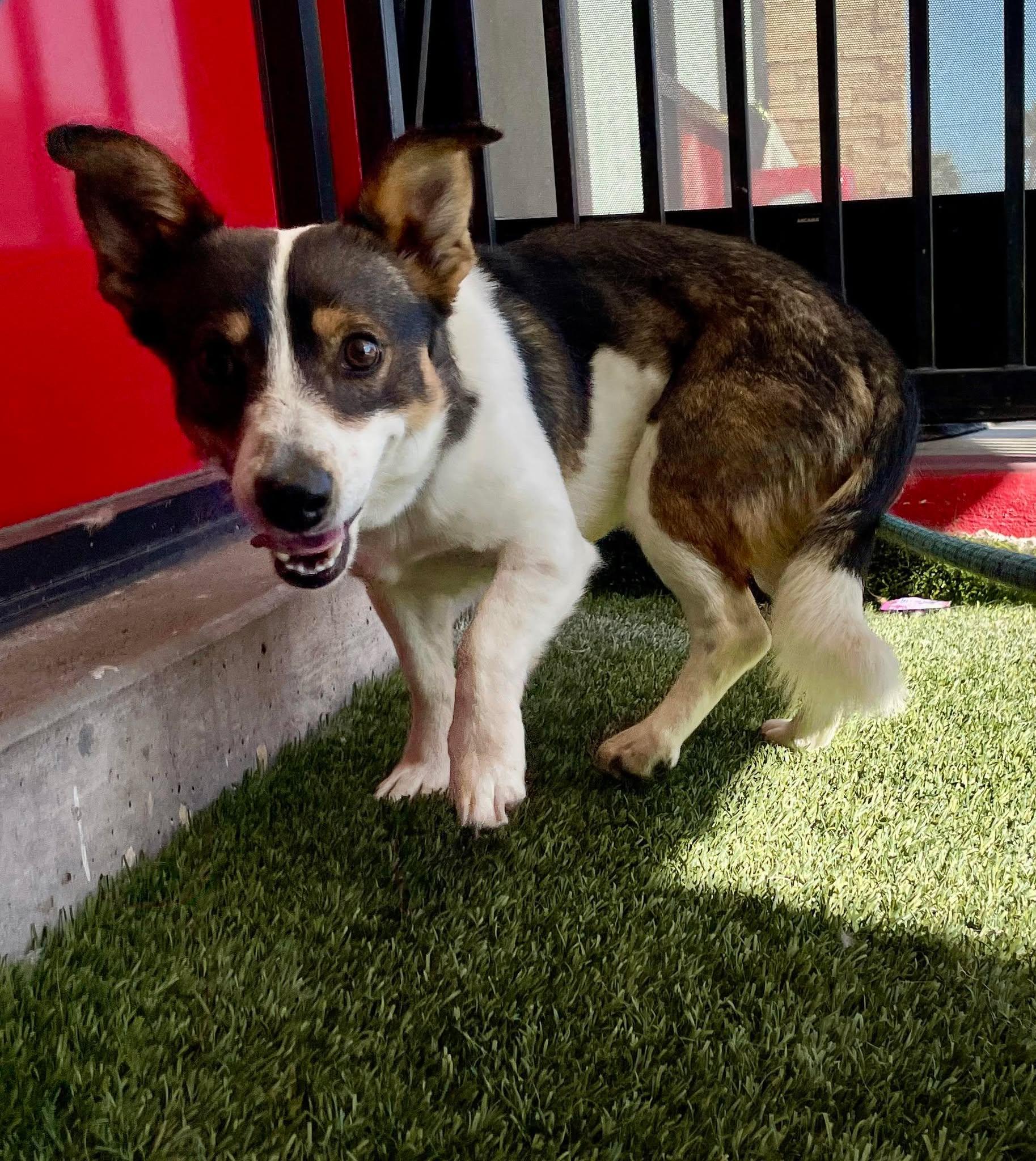 Enlarge Goliath, an adopted mixed breed in Las Vegas, NV image 3/4