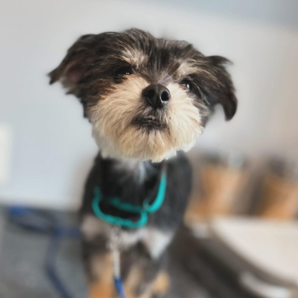 Brink, an adopted mixed breed in West Falls, NY image 2/3
