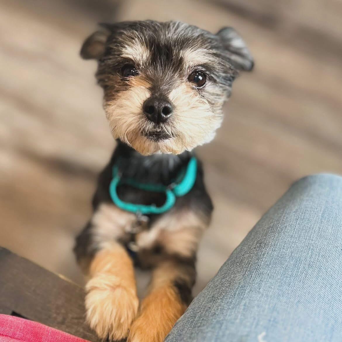 Brink, an adopted mixed breed in West Falls, NY image 1/3