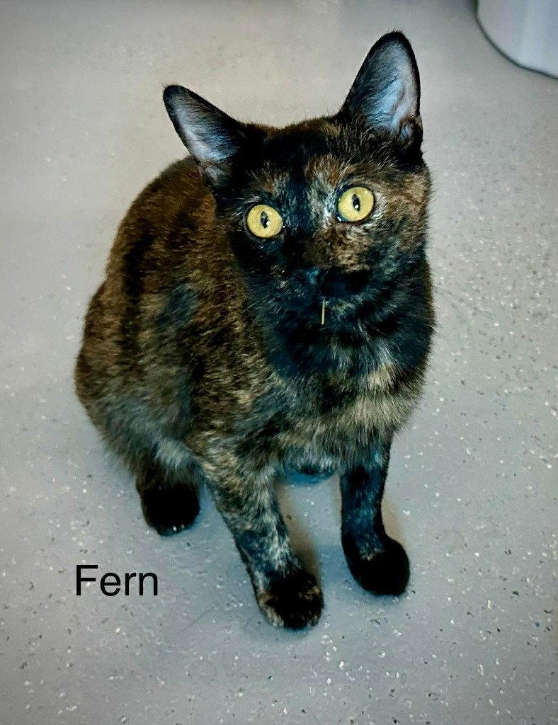 Fern, Adoptable, Young Female Domestic Short Hair.