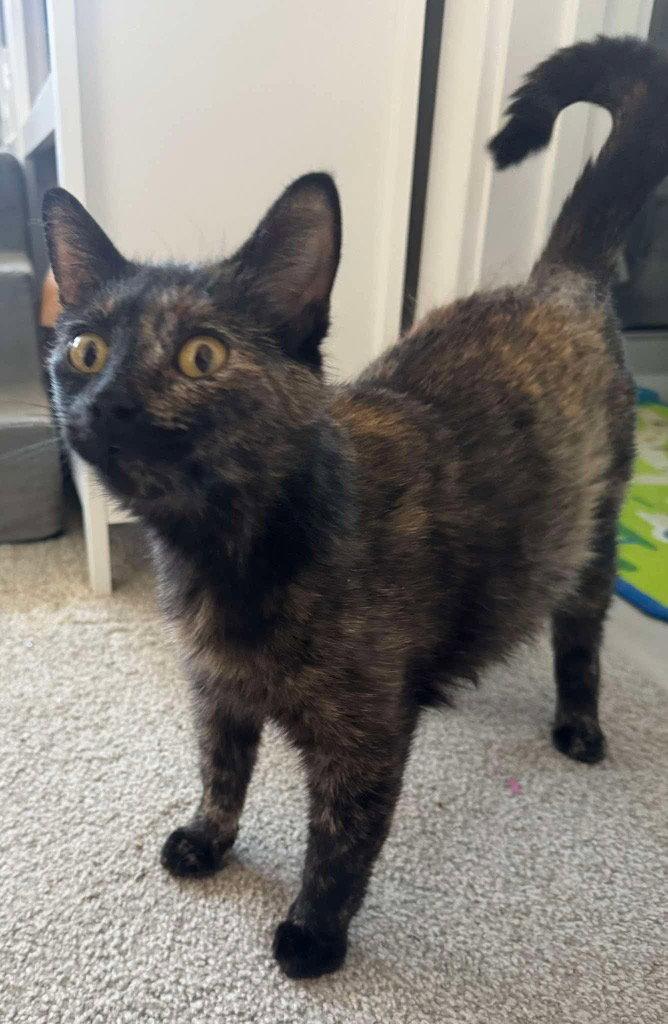 Fern, Adoptable, Young Female Domestic Short Hair.