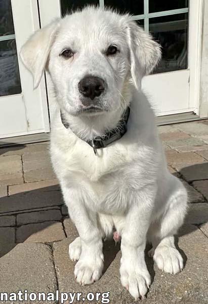 Asuko in CT - Loves Squeaky Toys! — thumbnail 2