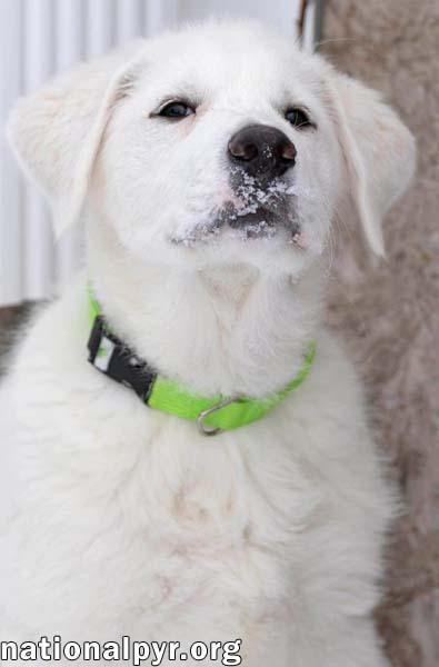 Asuko in CT - Loves Squeaky Toys! — thumbnail 3